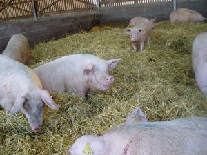 élevage porcs sur paille élevage porcs sur paille