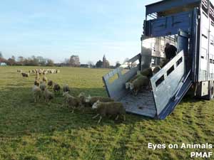 contrôle de deux camions exportant des moutons du Royaume-Uni aux Pays-Bas contrôle de deux camions exportant des moutons du Royaume-Uni aux Pays-Bas