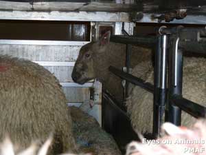 contrôle de deux camions exportant des moutons du Royaume-Uni aux Pays-Bas contrôle de deux camions exportant des moutons du Royaume-Uni aux Pays-Bas
