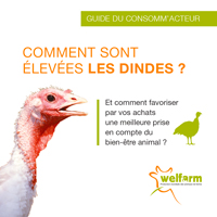 Dépliant Comment sont élevées les dindes ? - Campagne Dindes