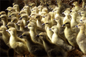 Le malheur des canards mulards