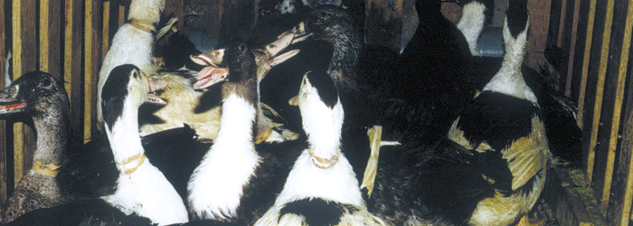 Campagne gavage foie gras PMAF
