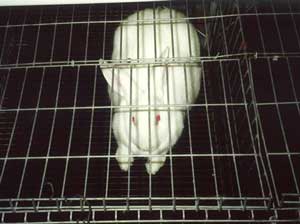 détention des lapines