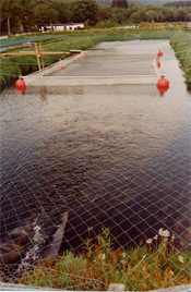 elevages de poissons