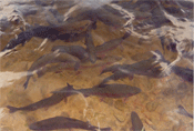 elevages de poissons