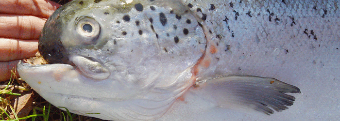 Campagne Poissons PMAF