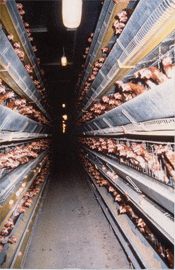 Plus de 200 000 poules s'entassent parfis au sein d'une même exploitation
