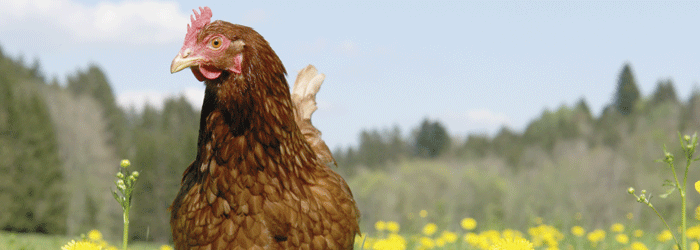 Campagne poules pondeuses PMAF
