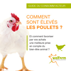Comment sont élevés les poulets ?