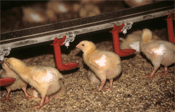 Des famines chroniques chez les reproducteurs de poulets de chair