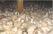 De tous les animaux d‘élevage, ce sont de loin les poulets de chair qui sont élevés en plus grand nombre.