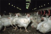 Des famines chroniques chez les reproducteurs de poulets de chair