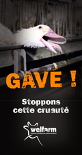 Gavé ! - Campagne contre le gavage des oies et canards