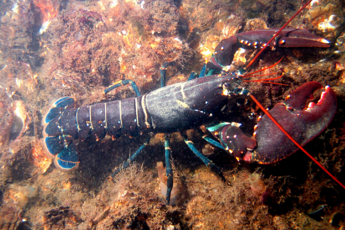 Homard