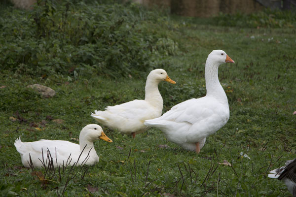 canards