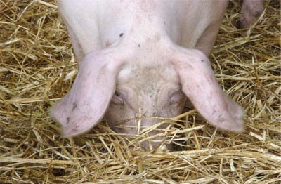 porcs sur paille