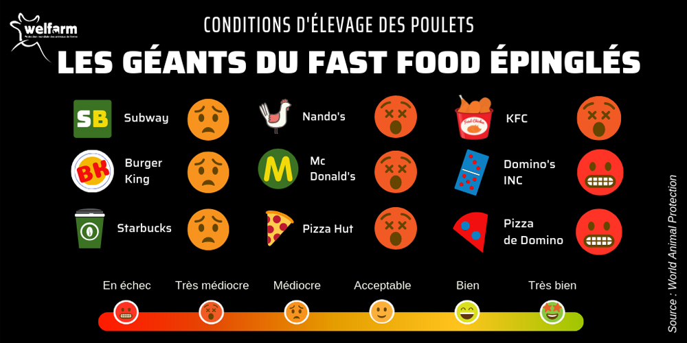 Infographie sur le bien-être des poulets de chair destinés aux fast foods