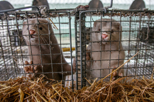 Loi contre la maltraitance animale : des avancées notables à étendre aux animaux d’élevage