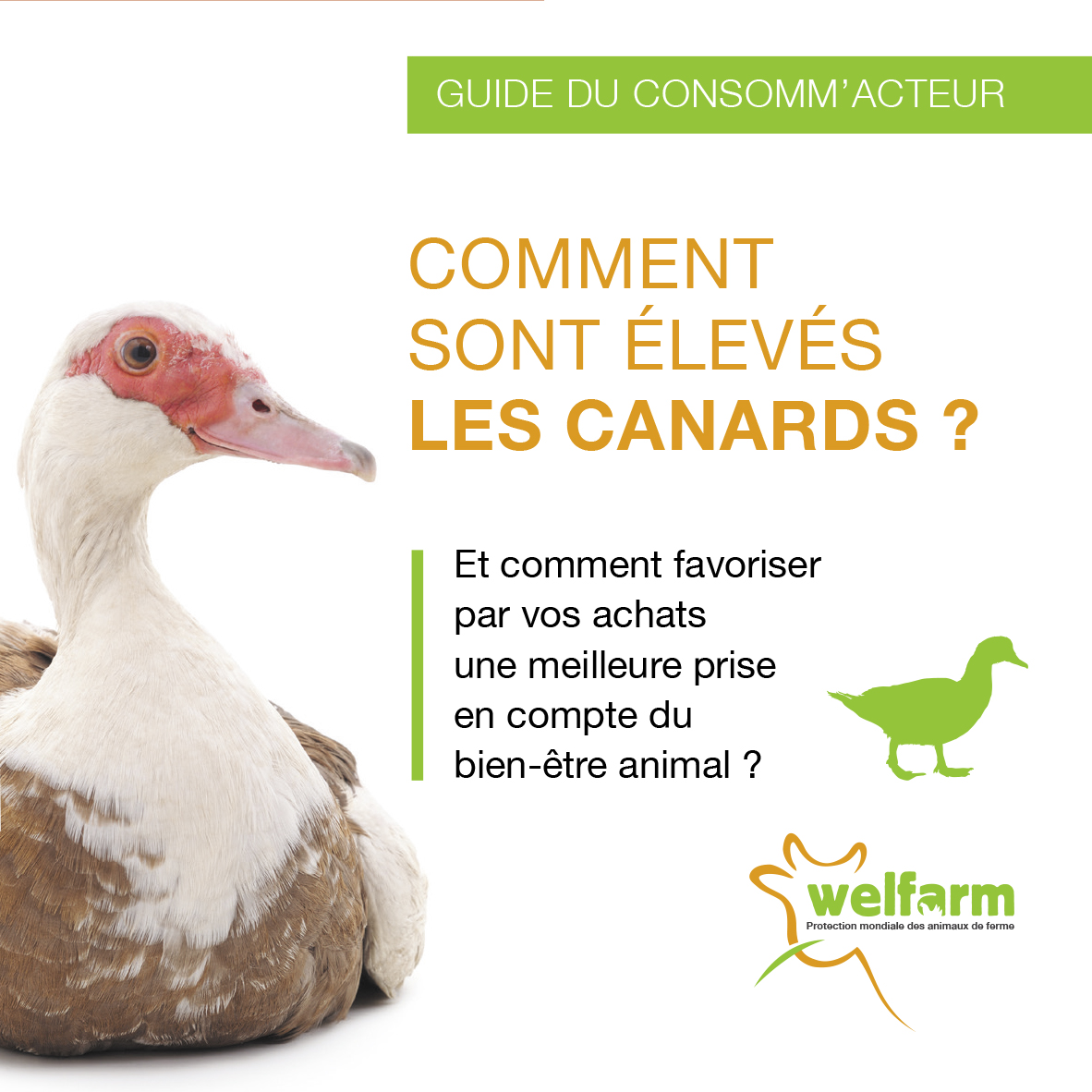 Dépliant Comment sont élevés les canards ?
