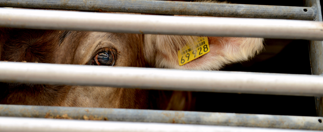 Une vache regarde à travers les barreaux d'un camion de transport.
