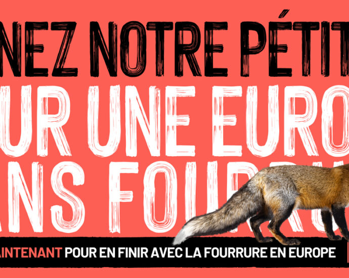 Un vison sur fond rouge avec le message "signez notre pétition, pour une Europe sans fourrure"