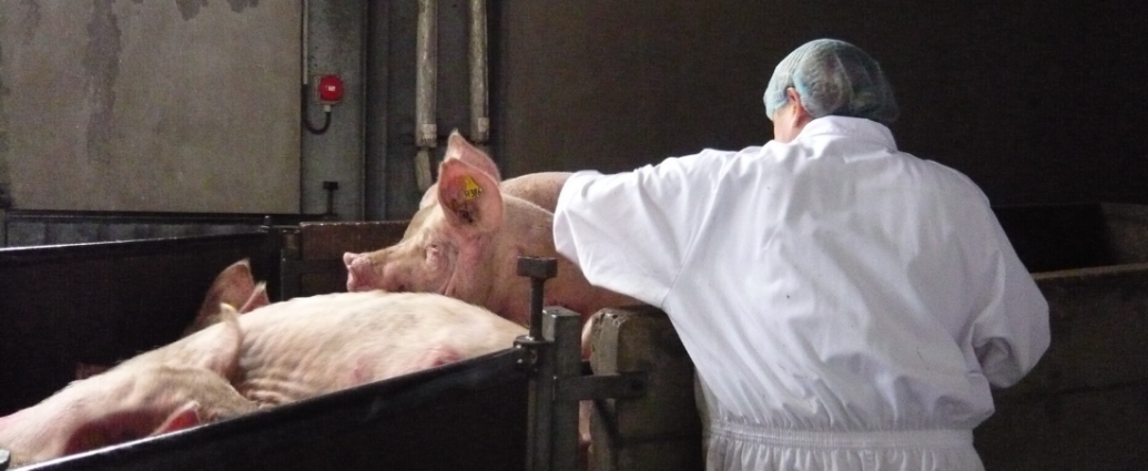 Une employée d'un abattoir conduit des porcs dans un couloir.