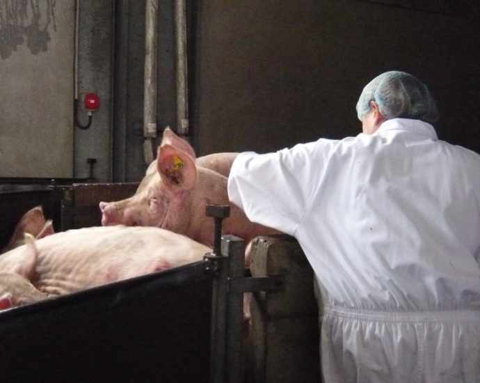 Une employée d'un abattoir conduit des porcs dans un couloir.