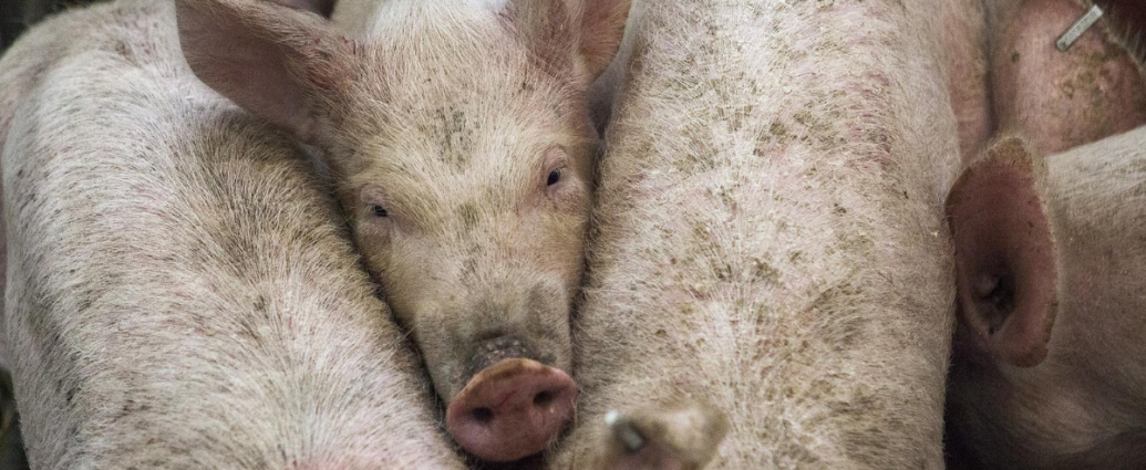 Des cochons serrés les uns contre les autres.