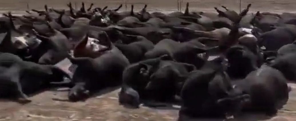 Des carcasses noires de bovins alignés le long d'une route les pattes en l'air.