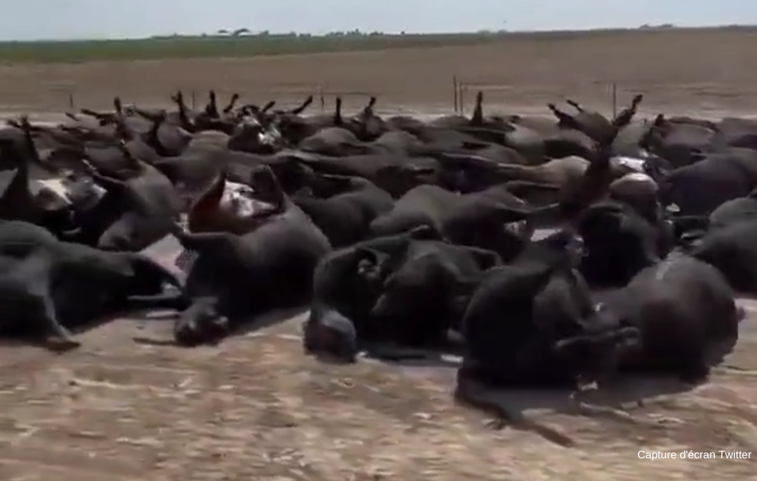 Des carcasses noires de bovins alignés le long d'une route les pattes en l'air.