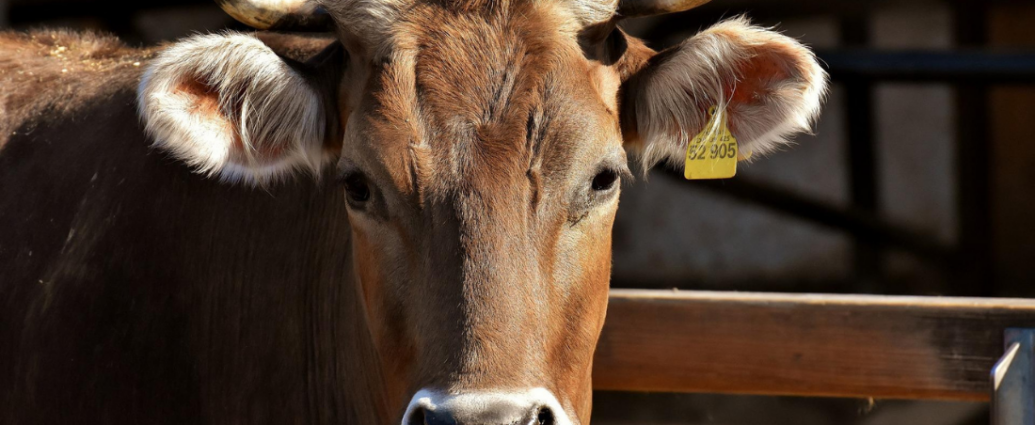 Un gros plan sur la tête d'une vache brune avec des cornes.