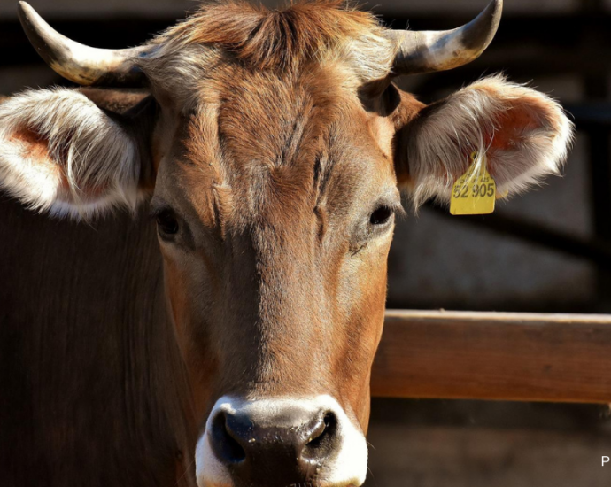 Un gros plan sur la tête d'une vache brune avec des cornes.