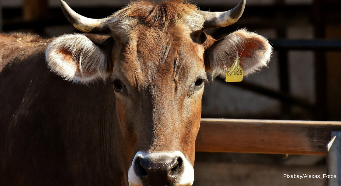 Un gros plan sur la tête d'une vache brune avec des cornes.