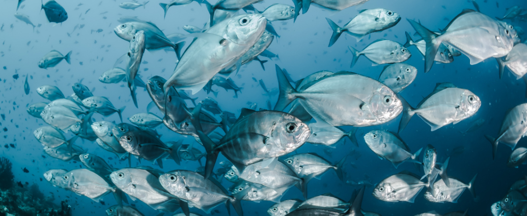 Un banc de poissons dans l'océan.