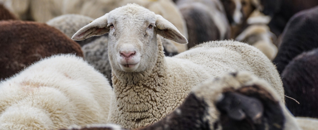 Un mouton dresse la tête et regarde vers l'objectif au milieu d'autres moutons.