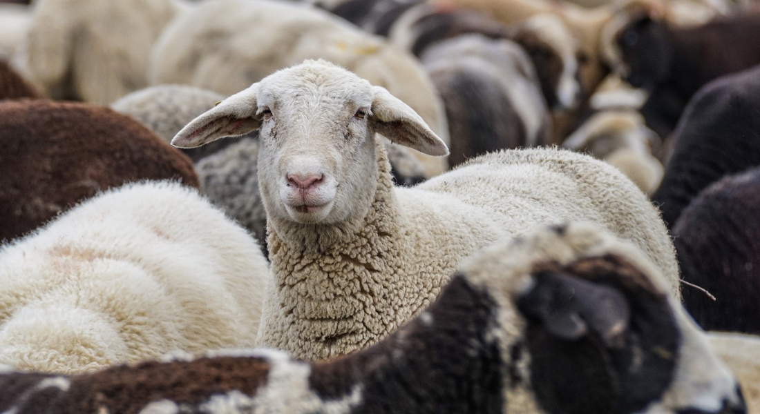 Un mouton dresse la tête et regarde vers l'objectif au milieu d'autres moutons.
