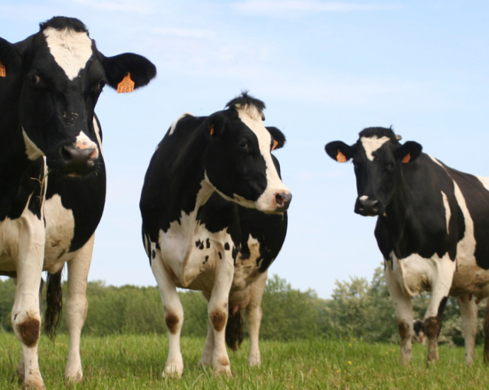 Trois vaches dans un champ regarde vers l'objectif.