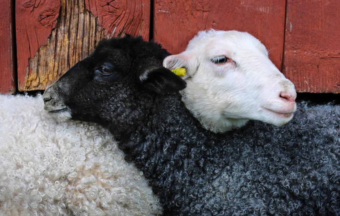 Un agneau noir et un agneau blanc blottis l'un contre l'autre devant un planche de bois rouge.
