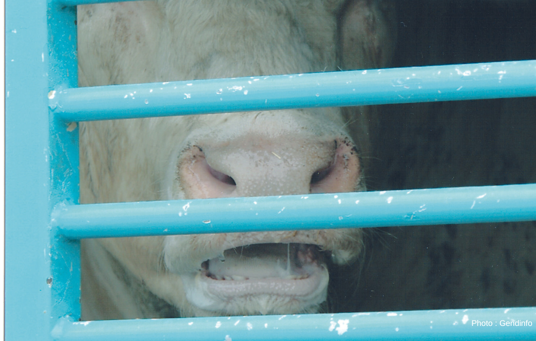 Une vache suffocant à travers les barreaux d'un camion de transport.