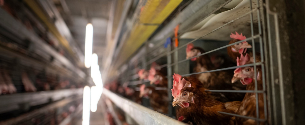 Des cages dans lesquelles sont enfermées des poules alignées dans un entrepôt.