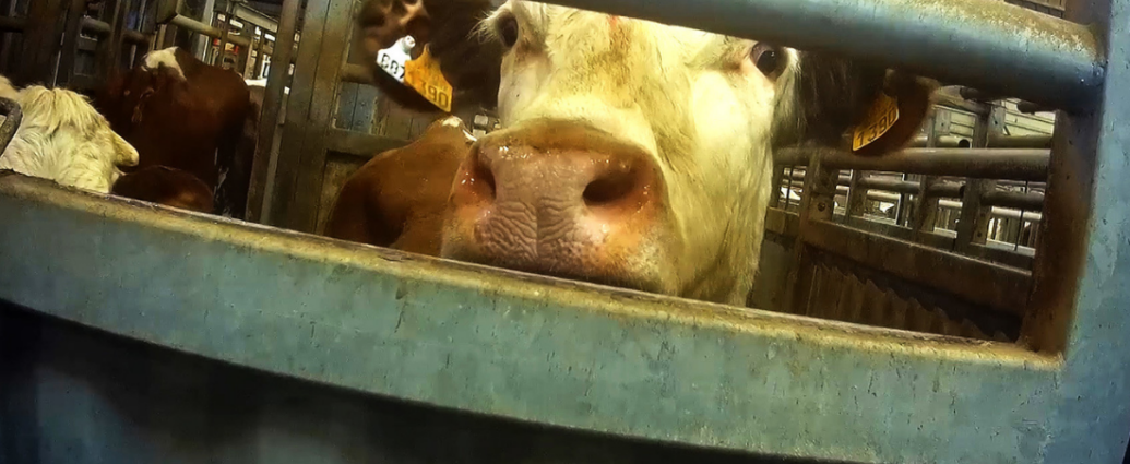 Une vache regard vers l'objectif entre deux barreaux d'un abattoir.