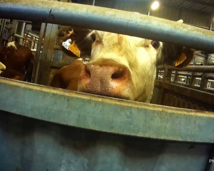 Une vache regard vers l'objectif entre deux barreaux d'un abattoir.