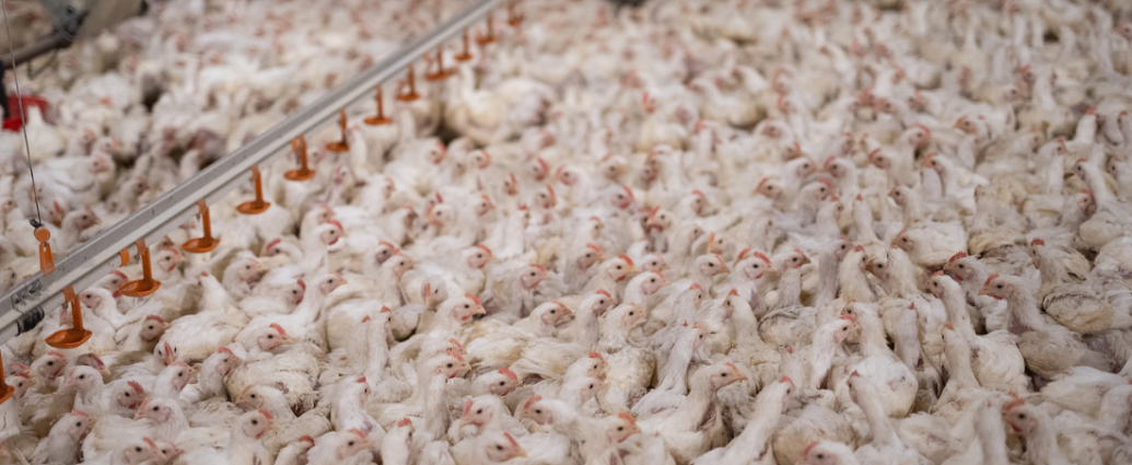 Des poulets entassés les uns contre les autres dans un hangar.