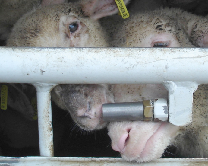 Deux moutons tentent de s'abreuver à un tuyau dans un camion de transport.