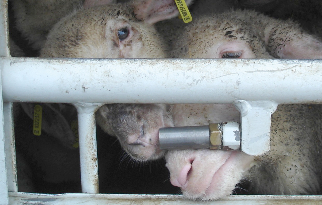 Deux moutons tentent de s'abreuver à un tuyau dans un camion de transport.