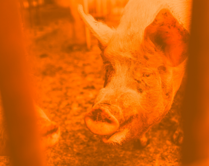 Sur un fond orangé, un cochon suffocant sur entre deux barreaux.