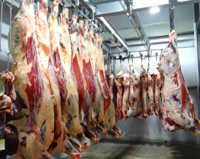 Des carcasses de bovins accrochées et alignées dans un abattoir.