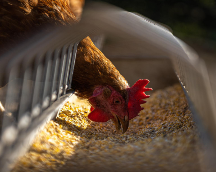 Un poulet picore du grain dans une auge.