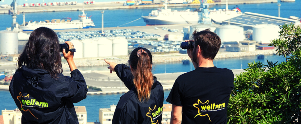 Deux femmes et un homme de dos avec des vêtements portant la mention Welfarm regarde avec des jumelles et un caméscope des bateaux dans un port depuis une vue plongeante en plein soleil.