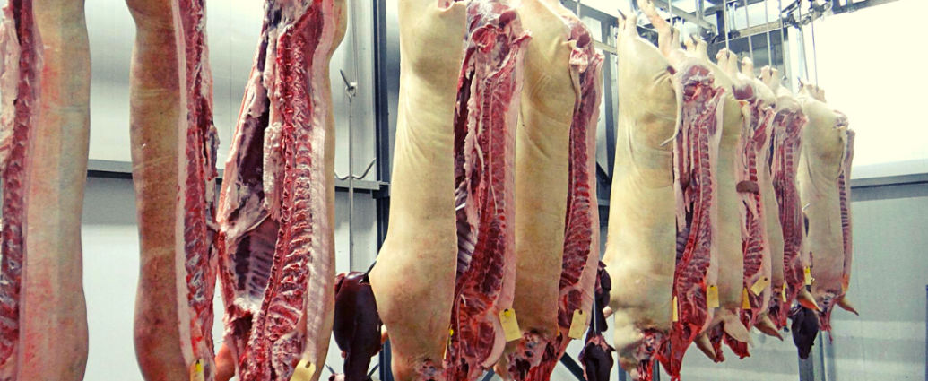 Des carcasses de porcs découpés en deux alignés sur des crochets dans une chambre froide.